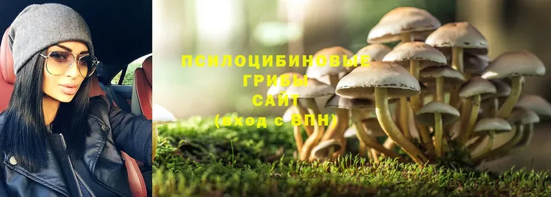 Галлюциногенные грибы Magic Shrooms  Владивосток 